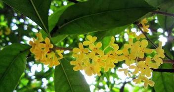 娱乐吃瓜酱桂花树下,桂花树下，揭秘娱乐圈那些不为人知的秘密